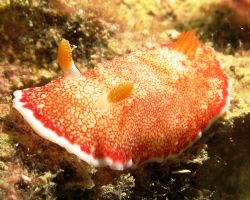 Chromodoris Reticulata....taken at Perhentian Island with... by Mohan Thanabalan 